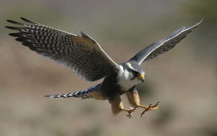 Peregrine Falcon peregrine-falcon