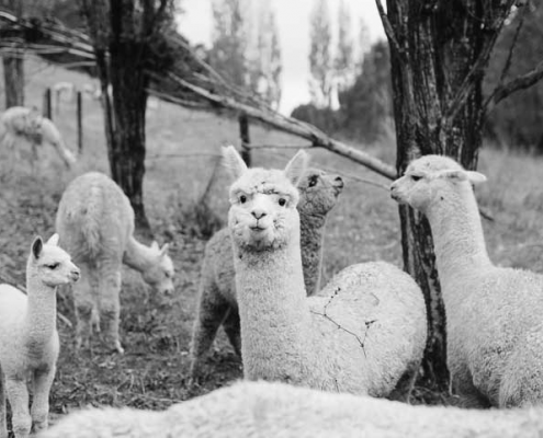 alpacas