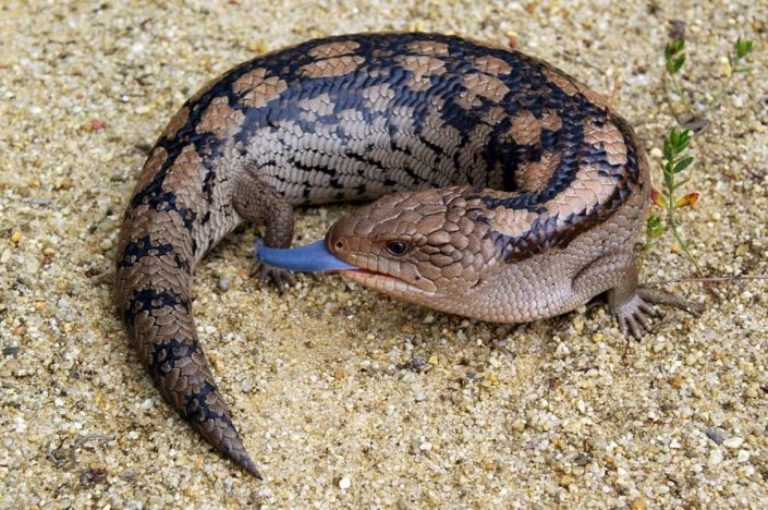 Blue Tongue Lizard blue-tongue