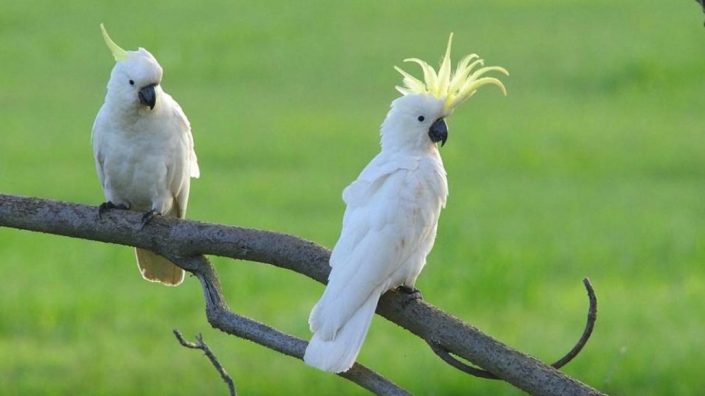 Sulphur Crested Cockatoos cockatoos