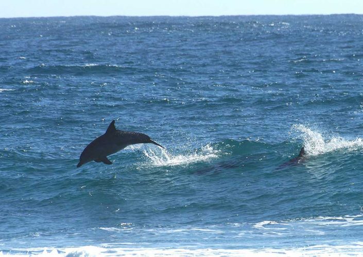 Dolphins dolphins