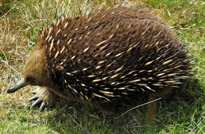 Echidna echidna