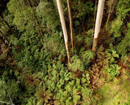 ferns