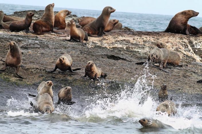 Fur Seals fur-seals