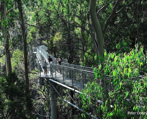 tree-top-walk