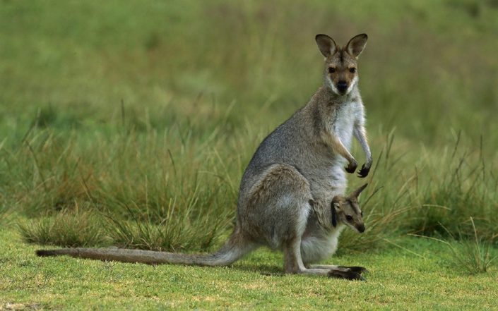 Kangaroo and Joey kangaroos