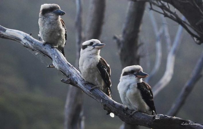 Kookaburras kookaburras