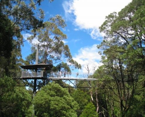 high trees