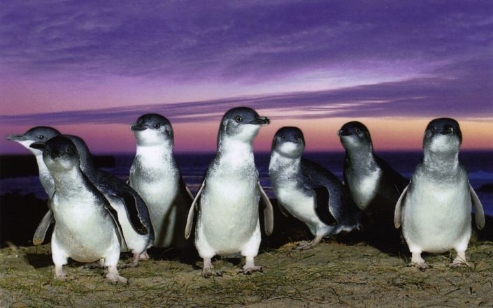 Fairy Penguins penguins