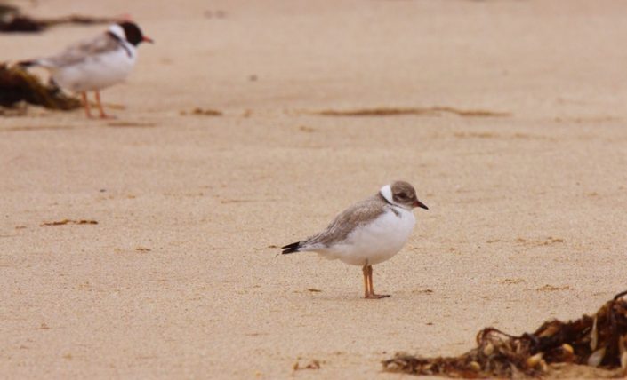 Hooded Plovers plovers