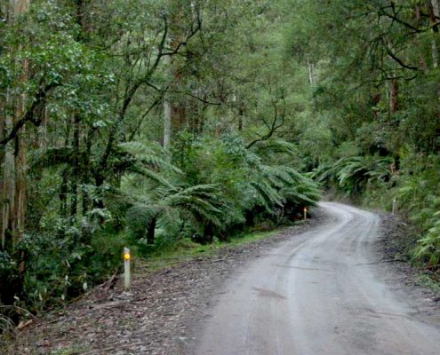 forest-road