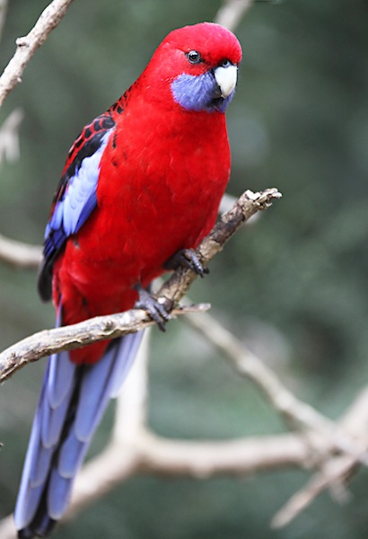 Crimson Rosella rosella