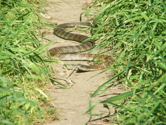 Tiger Snake snake