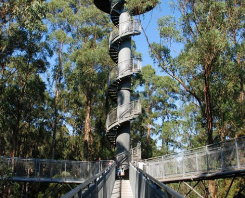 otway-fly-walkway-and-tower