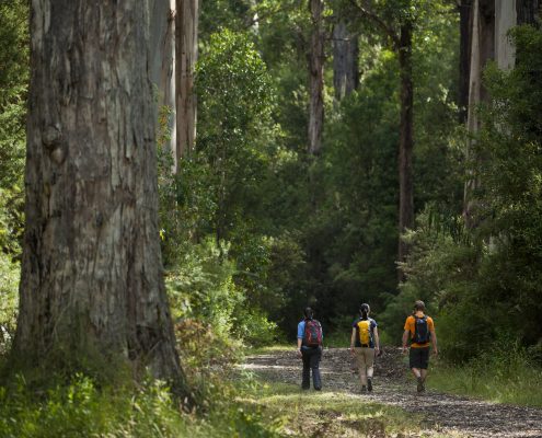 forest-walking