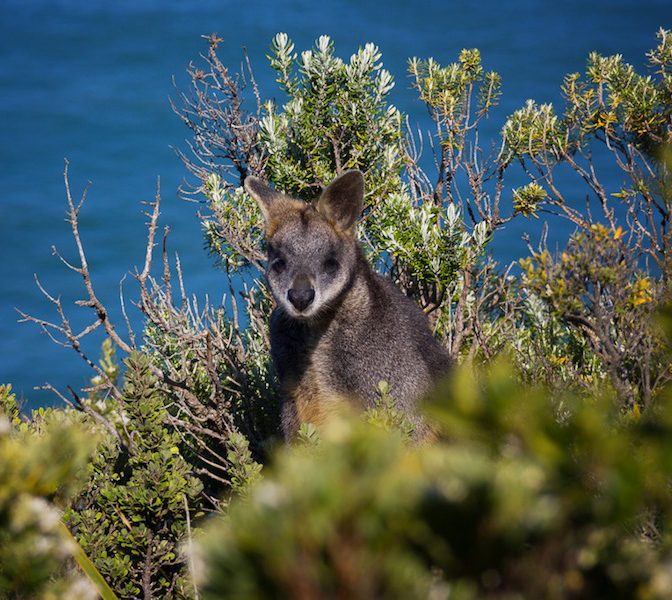 Wallaby wallaby