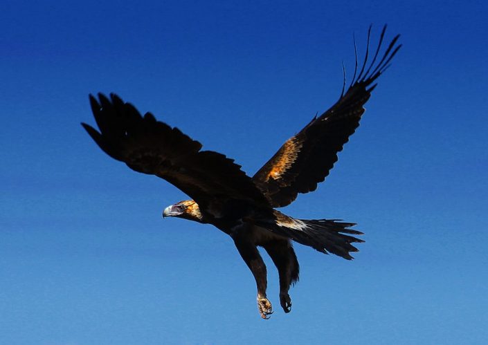 Wedge Tailed Eagle wedge-tailed-eagle