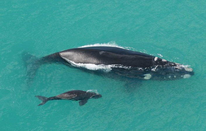 Southern Right Whales whales