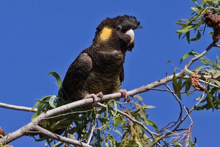 Yellow Tailed Cockatoo yellow-tailed-cockatoo